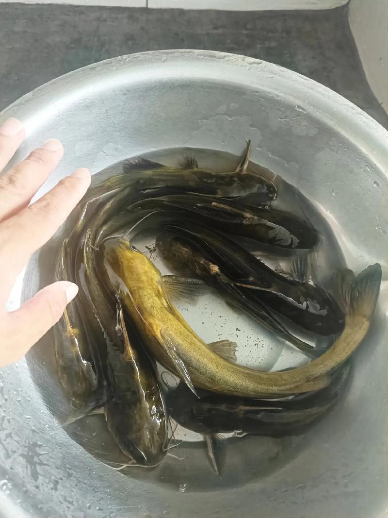 資深釣手十日精心備貨，野生黃辣丁如何游上市民餐桌？